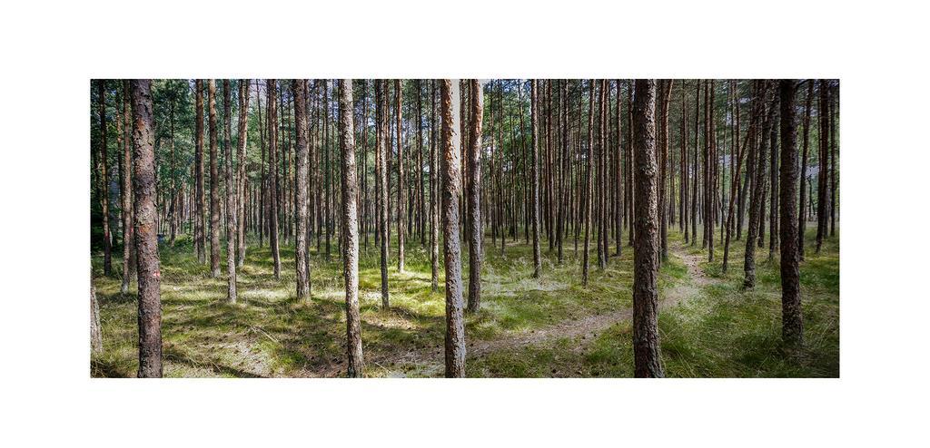 Forest Cottage Neringa Екстериор снимка